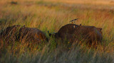 Red billed Oxpeckers.Serengeti