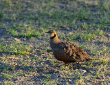 Francolin