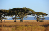 Early morning scenery of Serengeti