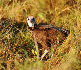 Lappet-faced Vulture.Serengeti