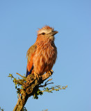 Purple Roller . Serengeti
