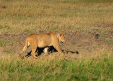 Lioness.Serengeti