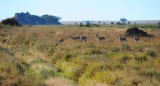 Thomson Gazelles.Serengeti