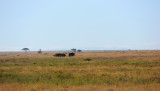 Africa Elephants.Serengeti