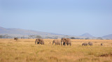 Africa Elephants. Serengeti