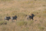 Three Warthogs.Serengeti