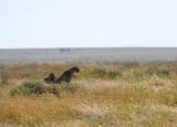 Cheetah family.Serengeti