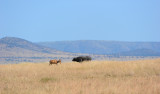 Topi confronts Wild Buffalo.Serengeti