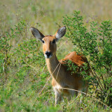 female Impala.Serengeti
