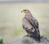 Tawny eagle.Grassland of Serengeti