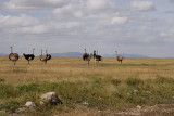 Ostrichs.grassland of Serengeti