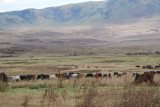Scenery on highland of Ngorongoro