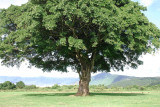 Tree at Simba campsite