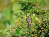 Finch . Ngoronggoro