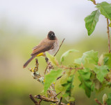 common Bulbul. Ngorongoro