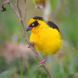 Masked Weaver. Ngorongoro