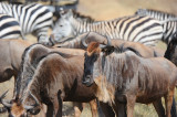 Wildebeests & Zebras.Ngorongoro