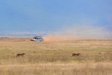 We saw two cheetahs far away.