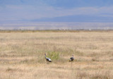 Two crowned crane near our car.