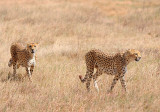 Cheetahs looked at us.