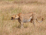 Cheetah walked around