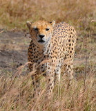 Cheetah looked at the camera.