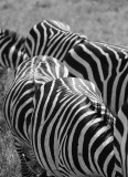 Zebra. Ngorongoro