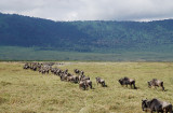 Wildebeests searching for water.
