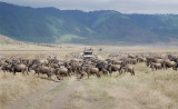 Wildebeests crossing.