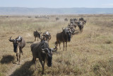 Wildebeest.Ngorongo NP