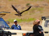 Tawny eagle try to get some food from people
