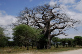 Baobab tree.Tarangire