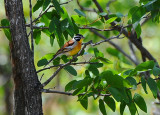 golden -breasted Bunting.Letaba