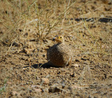 male coqui Francolin