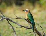 bee-eater. Letaba