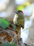 Cardinal Woodpecker. Letaba restcamp.