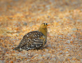 Francolin