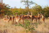 Impalas. Letaba-Phalaborwa