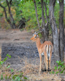 male Impala Letaba-Mopani