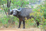 wild buffalo . Letaba-Mopani