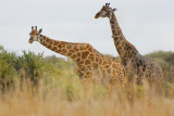 Giraffe .Letaba - Mopana