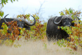 Wild Buffalos . Letaba - Mopani