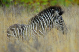 Zebra . Letaba - Mopani