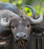 Buffalo and Oxpecker.Letaba - Mopani