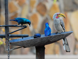 Starling and Hornbill . Mopani campsite