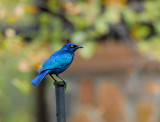 Bruchells starling . Mopani campsite