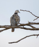 Africa mourning Dove