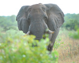 Wild elephant