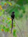 magpie Shrike