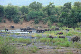 Elephants at Letaba river